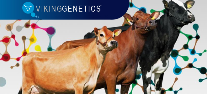 Gen&eacute;tica animal Viking Genetics